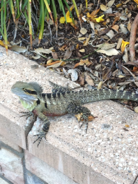 New friend found on the walk to Manly.